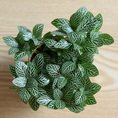 Nerve-Plant (Fittonia-Albivenis)